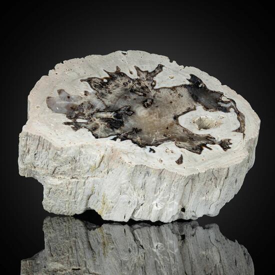 Petrified Wood