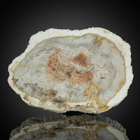 Petrified Wood