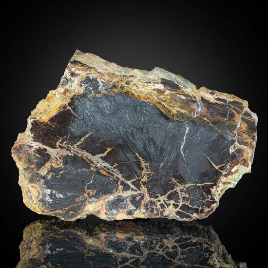 Petrified Wood