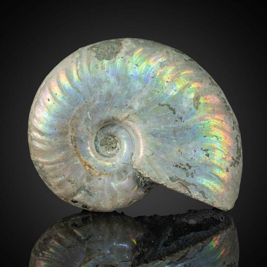 Fossil Ammonite