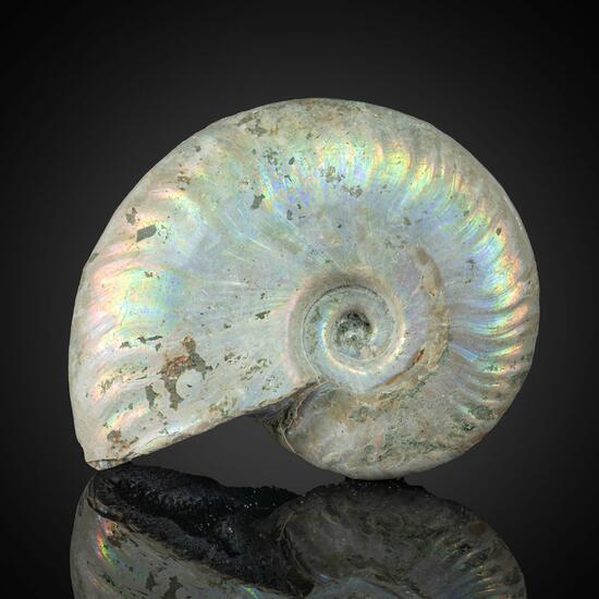 Fossil Ammonite