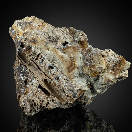 Calcite Psm Fossil