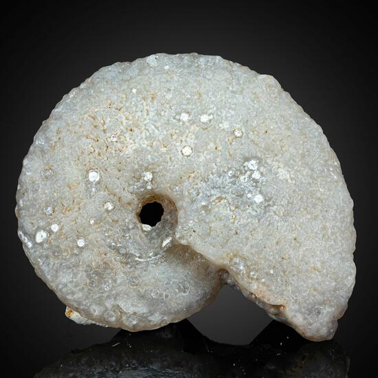 Chalcedony Psm Fossil