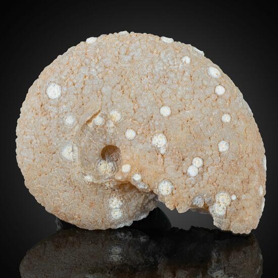 Chalcedony Psm Fossil