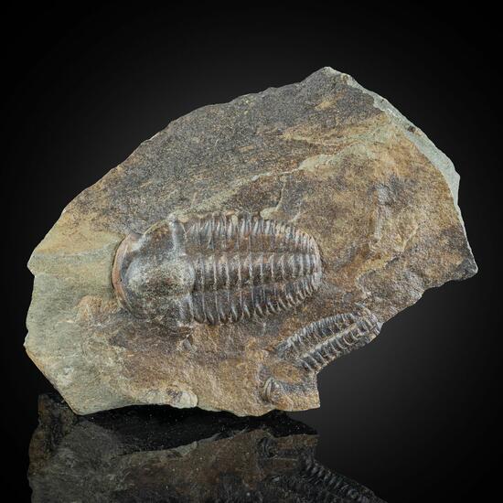 Fossil Trilobite