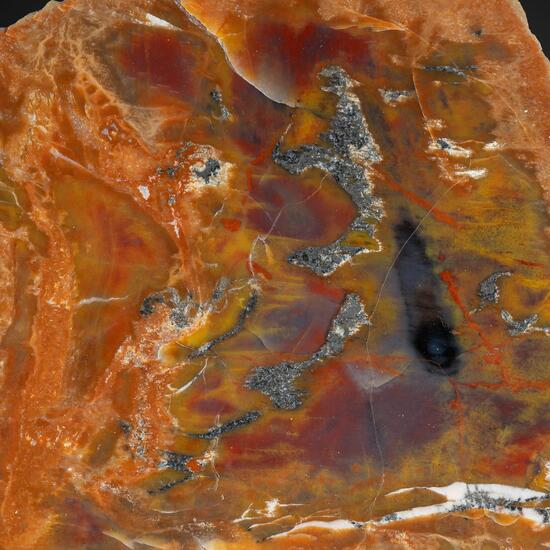 Petrified Wood