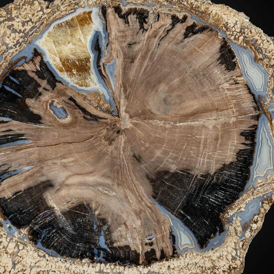 Petrified Wood