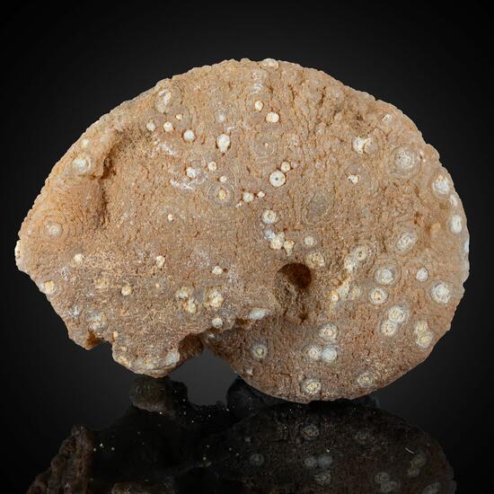 Chalcedony Psm Fossil