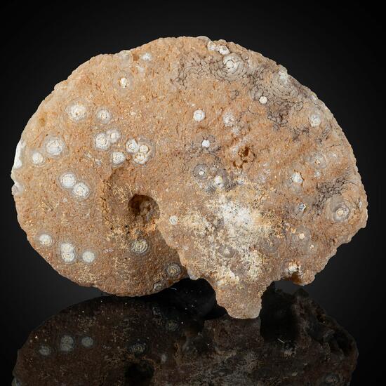 Chalcedony Psm Fossil