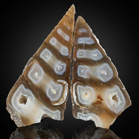 Agate & Fossil