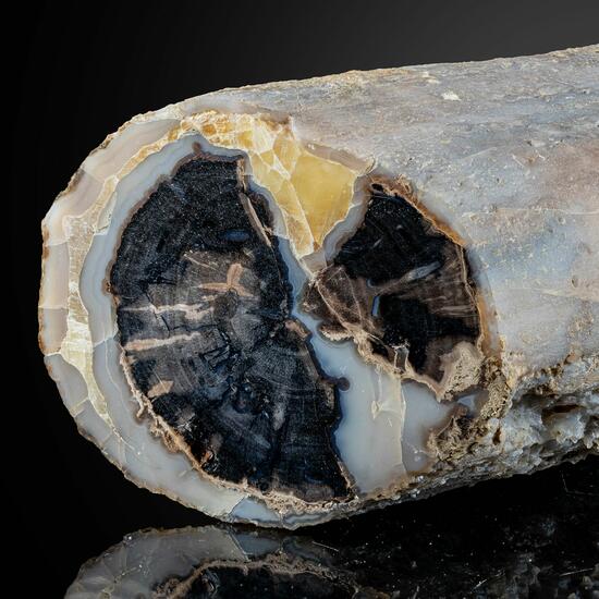 Petrified Wood