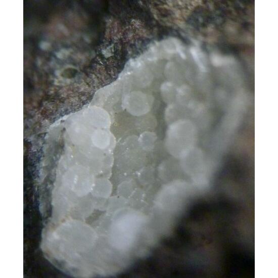 Phillipsite Cowlesite & Chabazite