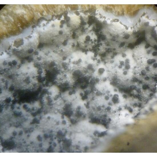 Mordenite & Erionite