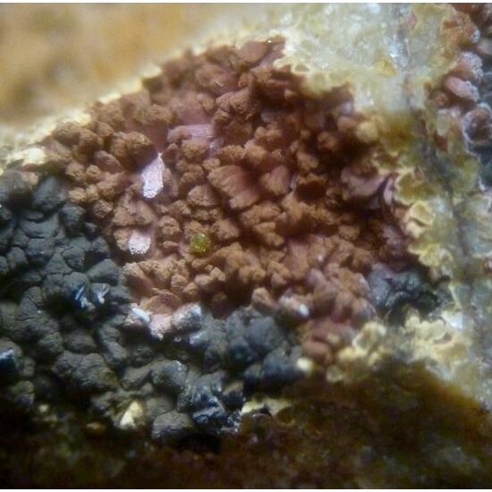 Cuprian Adamite & Smithsonite