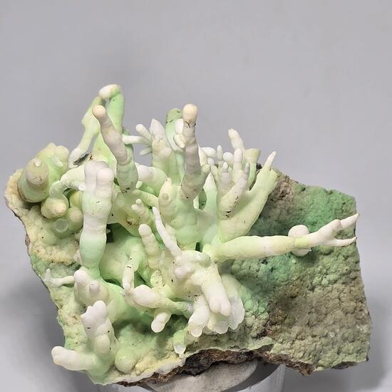 Aragonite Var Flos Ferri