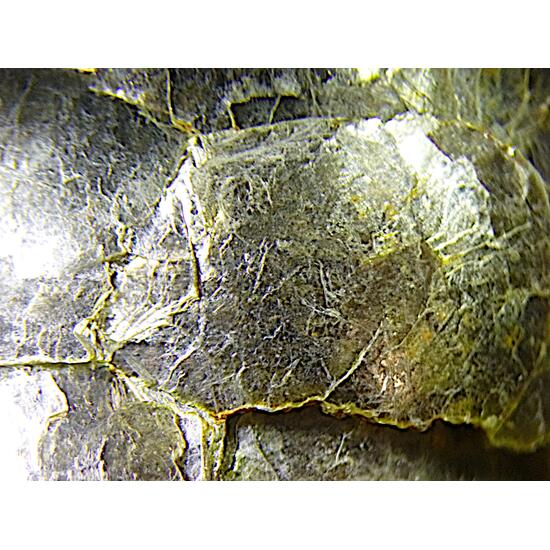 Muscovite