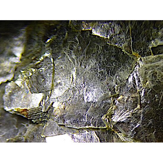 Muscovite