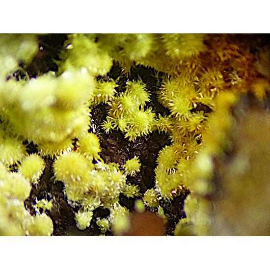 Meurigite-K & Cacoxenite