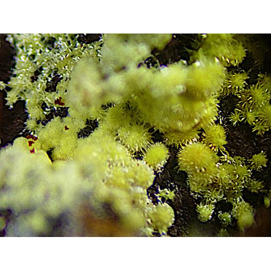 Meurigite-K & Cacoxenite