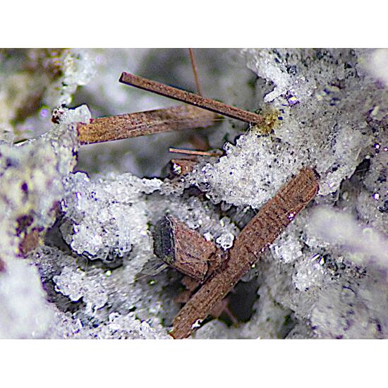 Magnesio-ferri-fluoro-hornblende