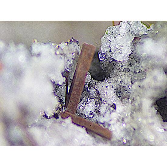 Magnesio-ferri-fluoro-hornblende