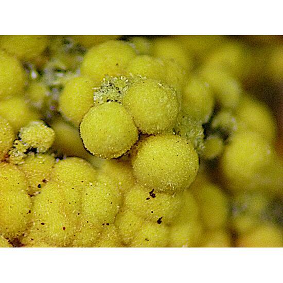 Meurigite-K & Strengite