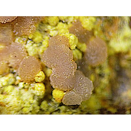 Meurigite-K & Strengite