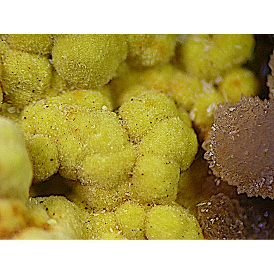 Meurigite-K & Strengite