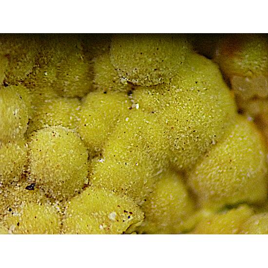 Meurigite-K & Strengite