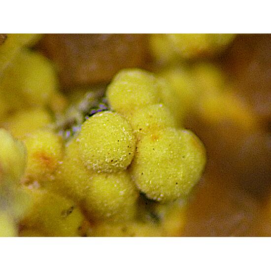 Meurigite-K & Strengite