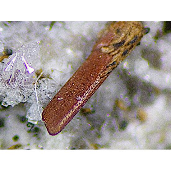 Magnesio-ferri-fluoro-hornblende