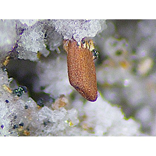 Magnesio-ferri-fluoro-hornblende