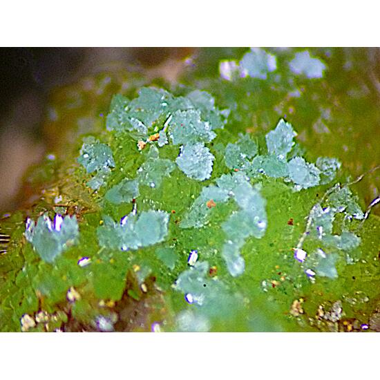 Variscite & Chalcosiderite