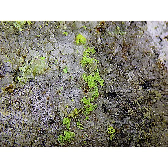 Bayleyite & Rabbittite