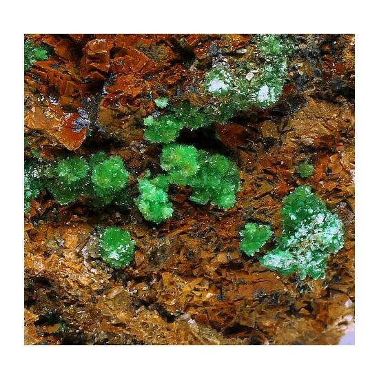 Annabergite & Cabrerite