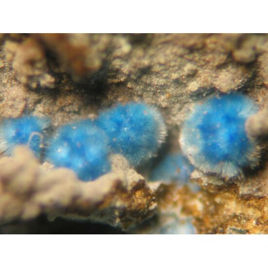 Cyanotrichite