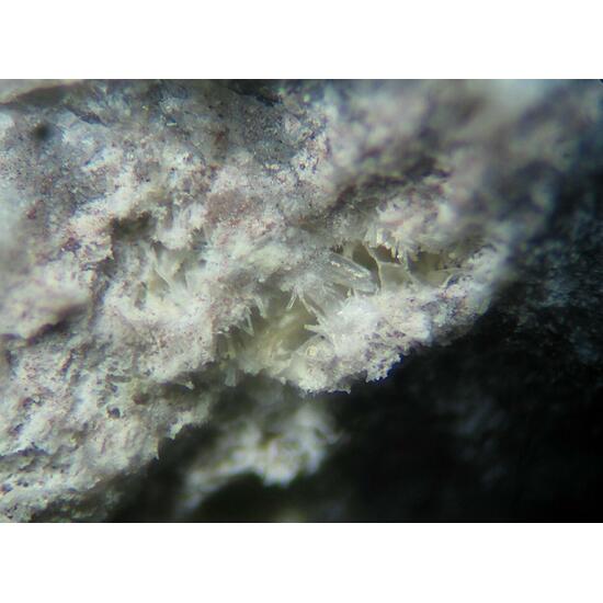 Afwillite & Ettringite