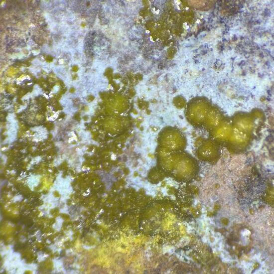 Becquerelite & Uranopilite