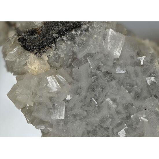 Whewellite