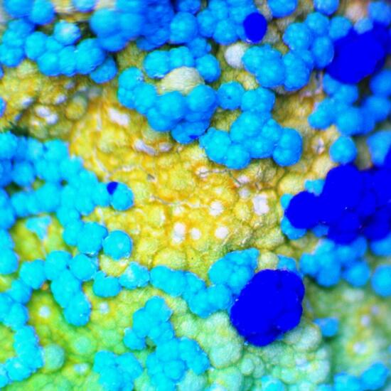 Chalcomenite & Cyanotrichite