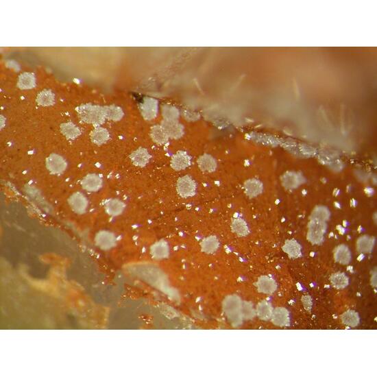 Scorodite & Bariopharmacosiderite