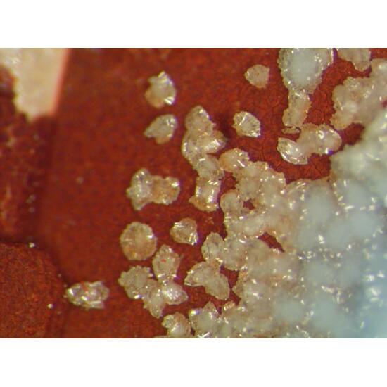 Scorodite & Bariopharmacosiderite