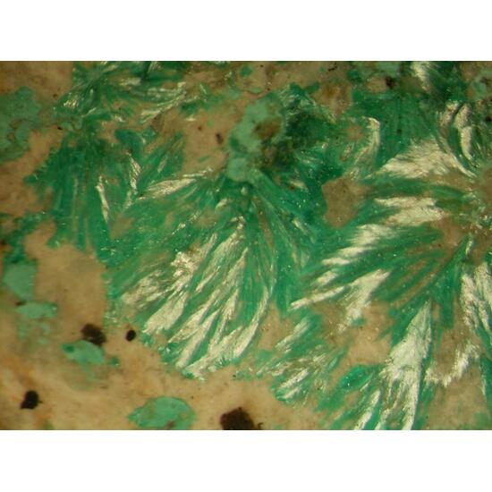 Theisite Psm Tyrolite