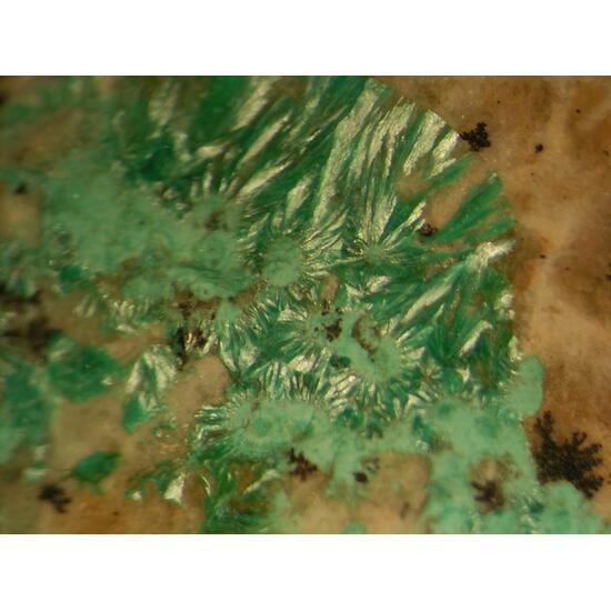 Theisite Psm Tyrolite