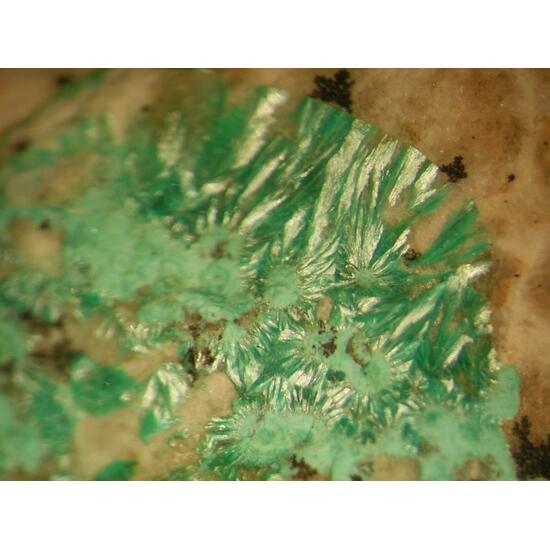 Theisite Psm Tyrolite