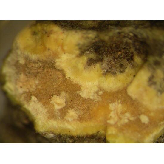 Uranophane & Uraninite