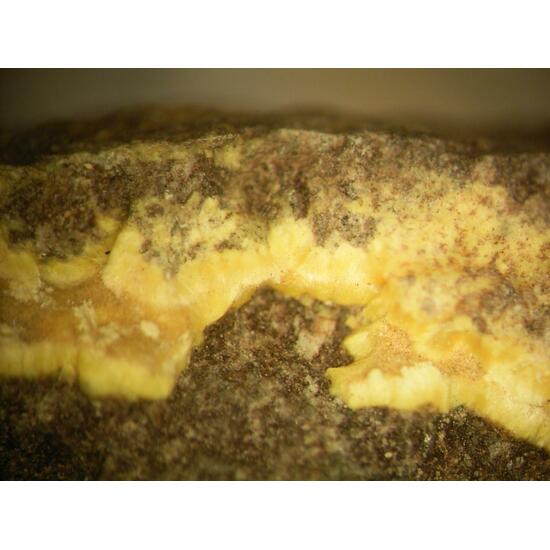 Uranophane & Uraninite