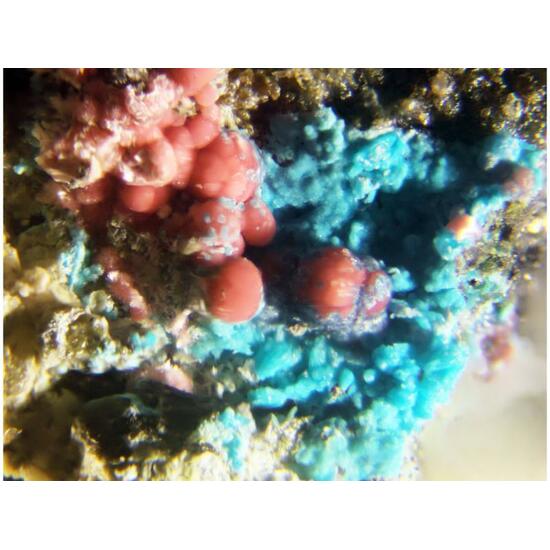 Shubnikovite & Erythrite