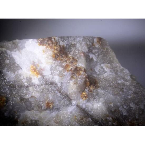 Scheuchzerite