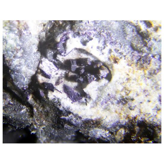 Tuhualite & Narsarsukite